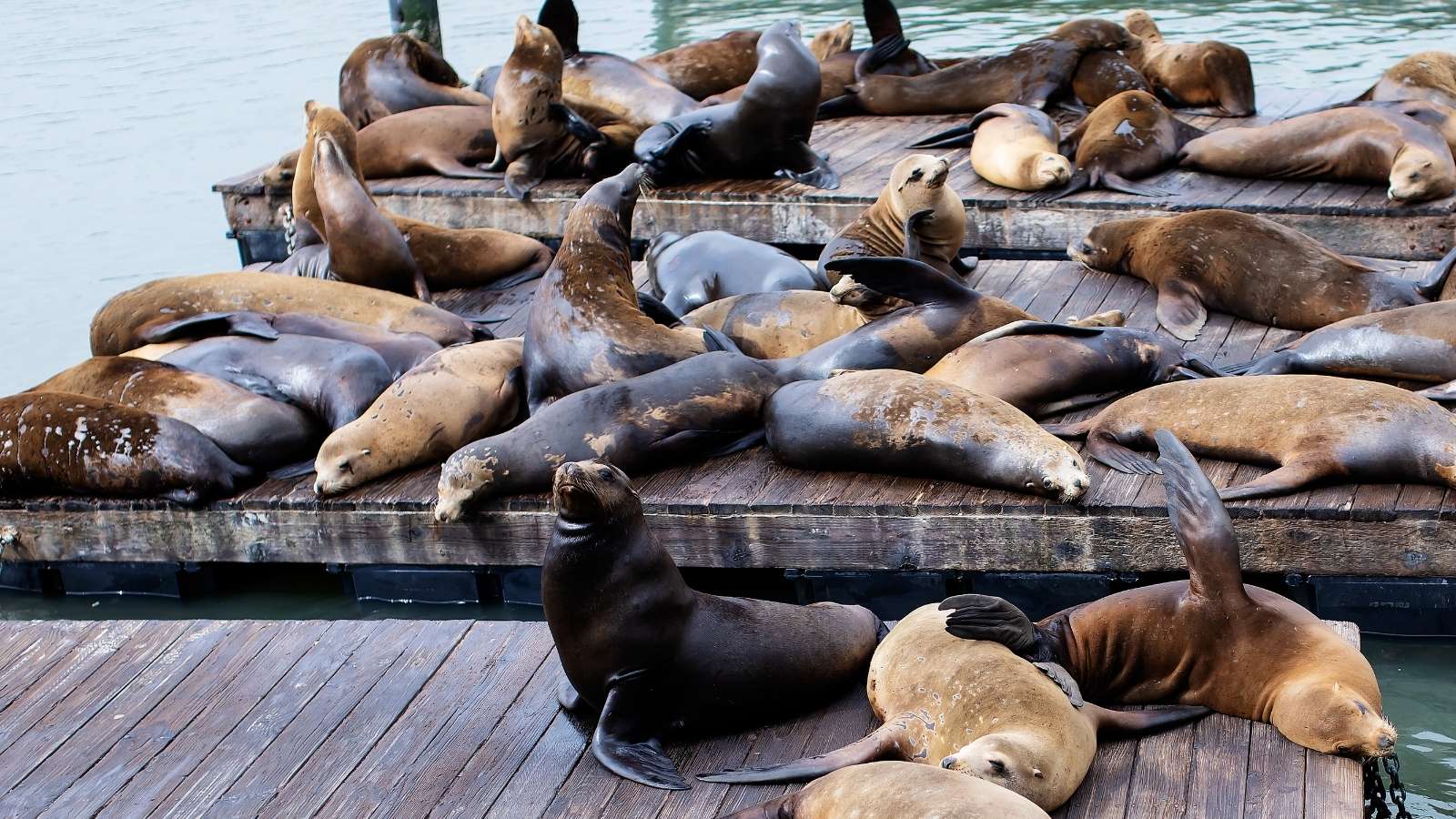 Private Jet Big Game 2026 San Francisco Fishermans Wharf