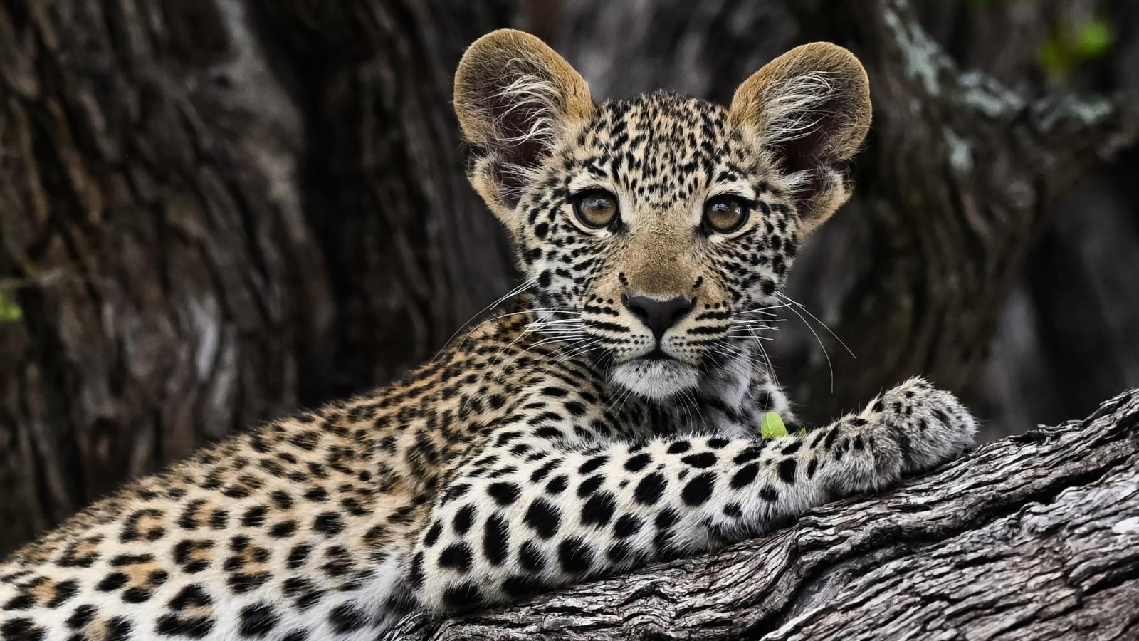A young leopard cub is seen in the Okavango Delta