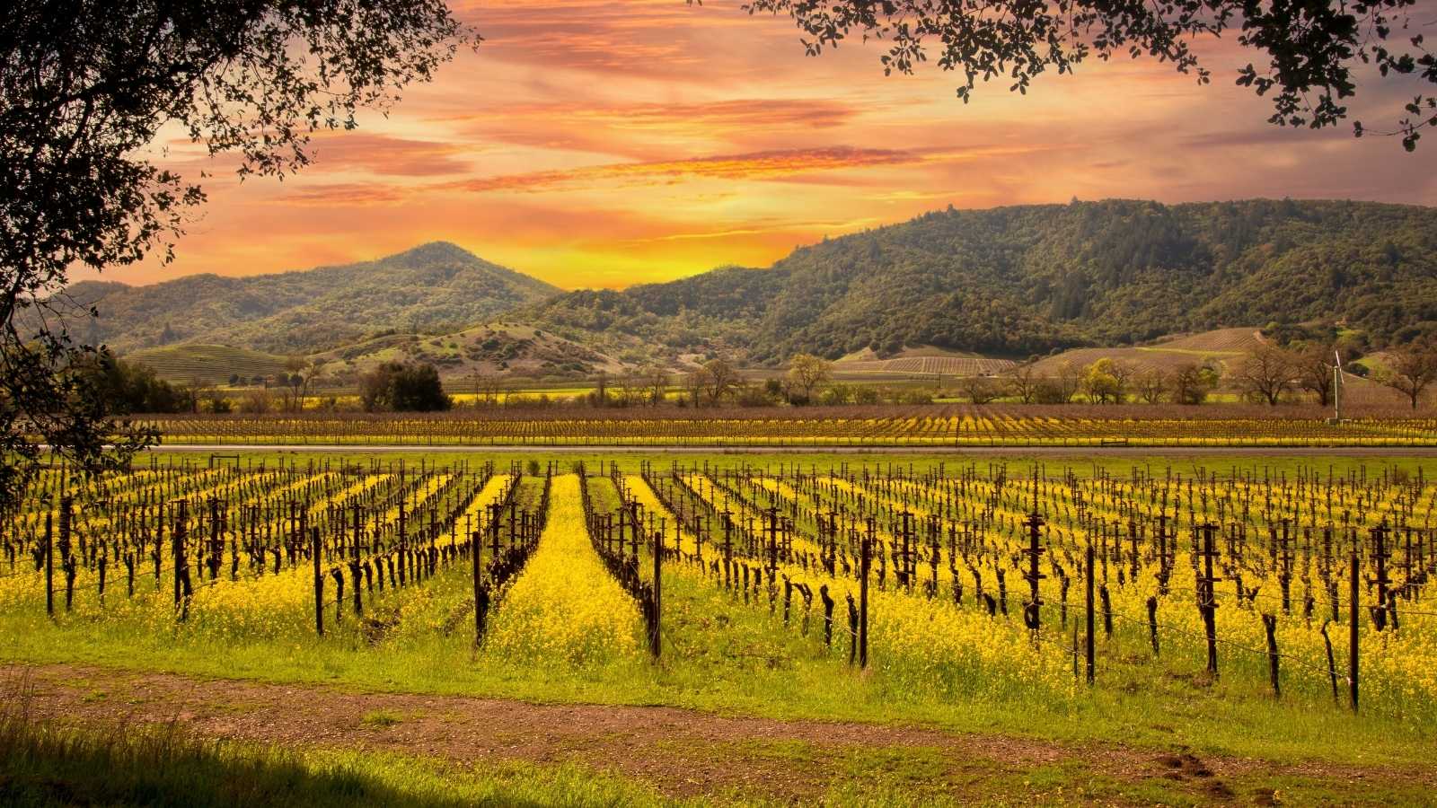 Private Jet Big Game 2026 San Francisco Napa Valley