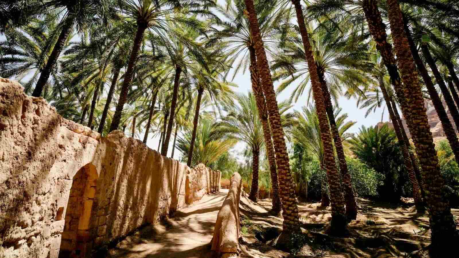 Palm trees on the Heritage Trail in Alula Oasis, Alula, Kingdom of Saudi Arabia