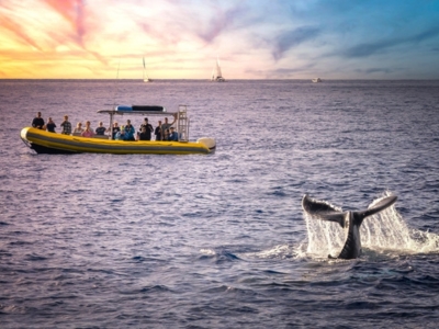 Team whale watching at Maui, Hawaii